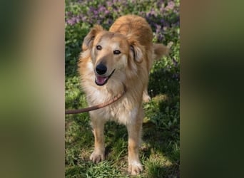 Collie-Mix Rösti sucht ein Zuhause