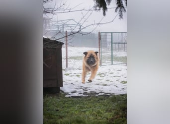 HEROY – Ein fröhlicher besonderer Hund sucht seine Menschen