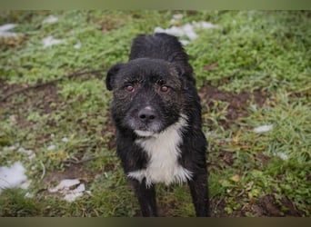 SMOKIE – Treuer Kämpfer sucht sein Happy End
