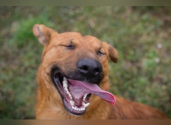 BENNY – Gute-Laune-Bär sucht seine Familie