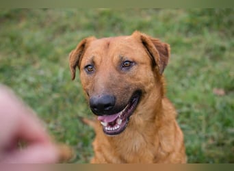 BENNY – Gute-Laune-Bär sucht seine Familie