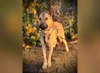 Grinder – cleverer Schäferhund-Mix sucht Zuhause