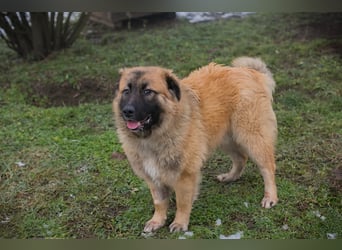 HEROY – Ein fröhlicher besonderer Hund sucht seine Menschen