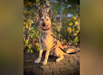 Grinder – cleverer Schäferhund-Mix sucht Zuhause