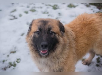 HEROY – Ein fröhlicher besonderer Hund sucht seine Menschen