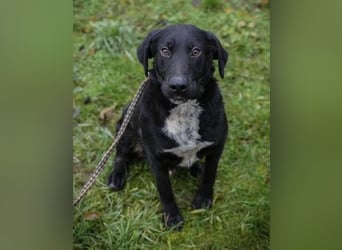 HEIKO- Der wunderbare und unkomplizierte Labrador-Mix Heiko sucht ein neues