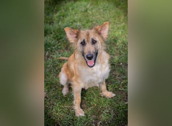 NALA – Liebevolle Hundemama sucht ihr eigenes Glück