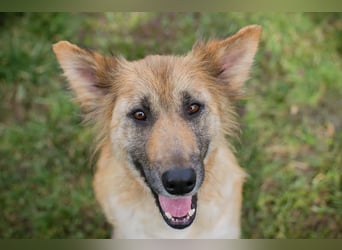 NALA – Liebevolle Hundemama sucht ihr eigenes Glück