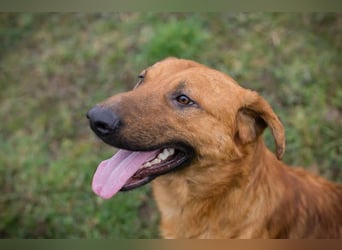 BENNY – Gute-Laune-Bär sucht seine Familie