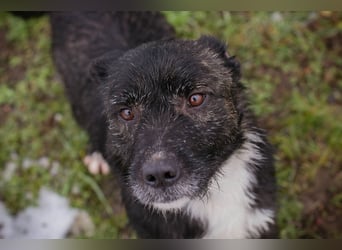 SMOKIE – Treuer Kämpfer sucht sein Happy End