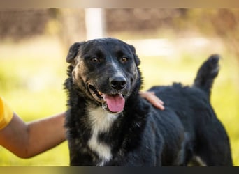 DUSTER – Ein ganz besonderer Hund, der endlich gesehen werden möchte