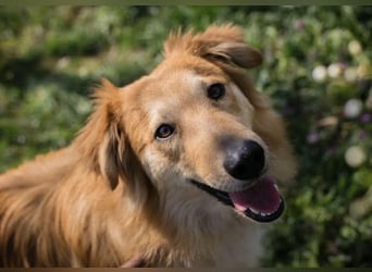 Collie-Mix Rösti sucht ein Zuhause