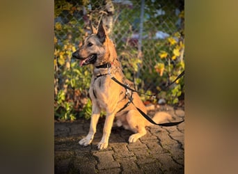 Grinder – cleverer Schäferhund-Mix sucht Zuhause