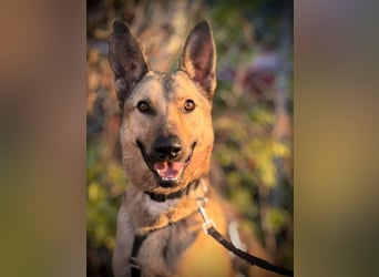 Grinder – cleverer Schäferhund-Mix sucht Zuhause