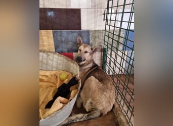 GRINDER – Vom Straßenhund zum treuen Begleiter