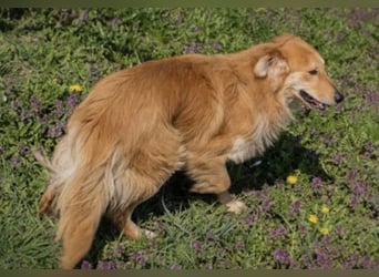 Collie-Mix Rösti sucht ein Zuhause