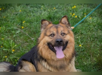 WUTZ – Fröhlicher Herzenshund sucht ein neues Zuhause