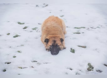 HEROY – Ein fröhlicher besonderer Hund sucht seine Menschen