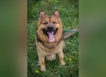 WUTZ – Fröhlicher Herzenshund sucht ein neues Zuhause