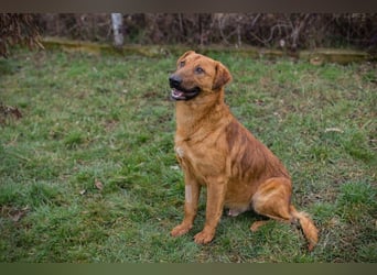 BENNY – Gute-Laune-Bär sucht seine Familie