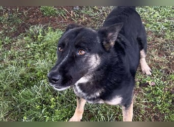 DUSTER – Ein ganz besonderer Hund, der endlich gesehen werden möchte
