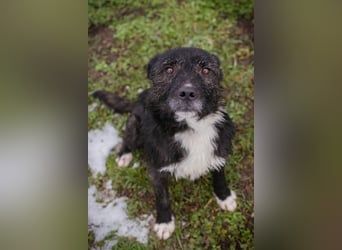 SMOKIE – Treuer Kämpfer sucht sein Happy End