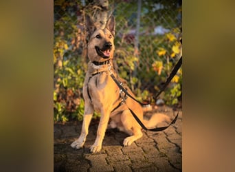 Grinder – cleverer Schäferhund-Mix sucht Zuhause