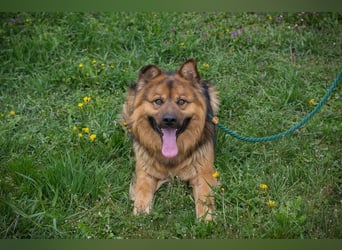 WUTZ – Fröhlicher Herzenshund sucht ein neues Zuhause