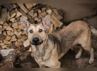 GRINDER – Vom Straßenhund zum treuen Begleiter