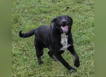 HEIKO- Der wunderbare und unkomplizierte Labrador-Mix Heiko sucht ein neues