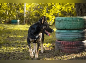 DUSTER – Ein ganz besonderer Hund, der endlich gesehen werden möchte