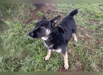DUSTER – Ein ganz besonderer Hund, der endlich gesehen werden möchte