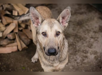 GRINDER – Vom Straßenhund zum treuen Begleiter