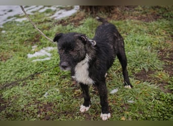 SMOKIE – Treuer Kämpfer sucht sein Happy End
