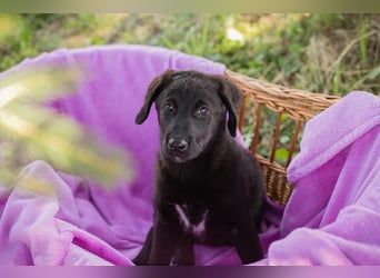 Tilly sucht ein neues Zuhause (Schwester von Roko)