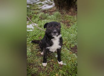 SMOKIE – Treuer Kämpfer sucht sein Happy End