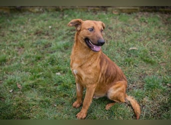 BENNY – Gute-Laune-Bär sucht seine Familie