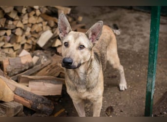 GRINDER – Vom Straßenhund zum treuen Begleiter