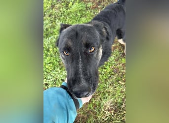 DUSTER – Ein ganz besonderer Hund, der endlich gesehen werden möchte