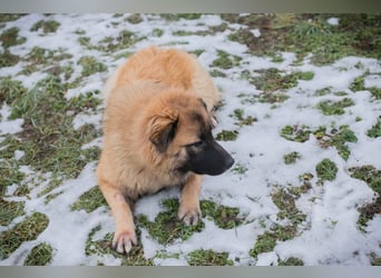 HEROY – Ein fröhlicher besonderer Hund sucht seine Menschen