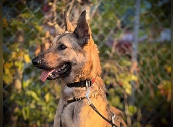 Grinder – cleverer Schäferhund-Mix sucht Zuhause