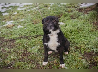 SMOKIE – Treuer Kämpfer sucht sein Happy End
