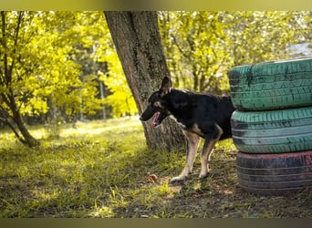 DUSTER – Ein ganz besonderer Hund, der endlich gesehen werden möchte
