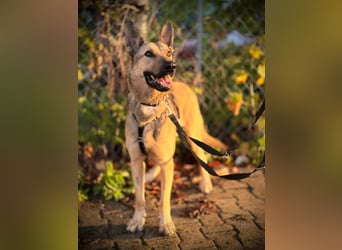 Grinder – cleverer Schäferhund-Mix sucht Zuhause