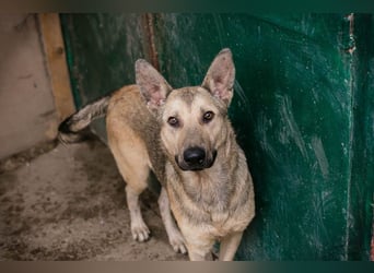 GRINDER – Vom Straßenhund zum treuen Begleiter