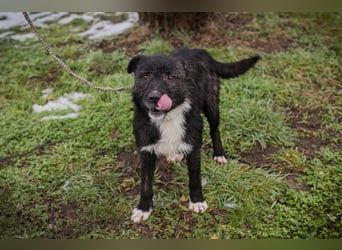 SMOKIE – Treuer Kämpfer sucht sein Happy End