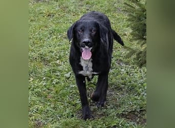 HEIKO- Der wunderbare und unkomplizierte Labrador-Mix Heiko sucht ein neues
