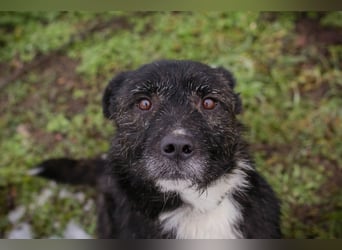 SMOKIE – Treuer Kämpfer sucht sein Happy End