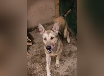 GRINDER – Vom Straßenhund zum treuen Begleiter