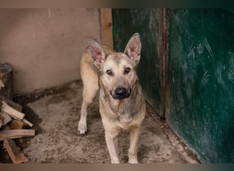 GRINDER – Vom Straßenhund zum treuen Begleiter